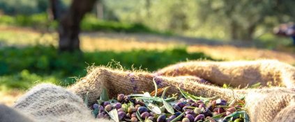 Bursa'da 5 Köy 1 Göl Zeytin Hasadı ve Kolay Doğa Yürüyüşü Turu